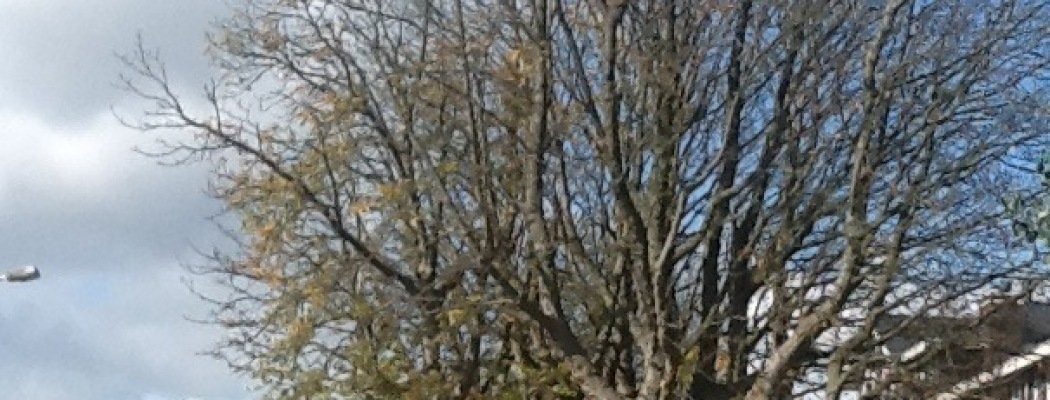 : Een dode kastanjeboom die vanwege veiligheid weggehaald moet worden